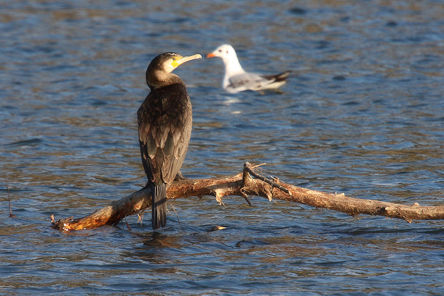 Cormorano anellato